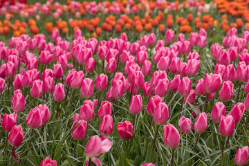 colorful tulips flowers blooming in a garden