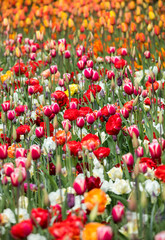 Fototapeta premium colorful tulips flowers blooming in a garden