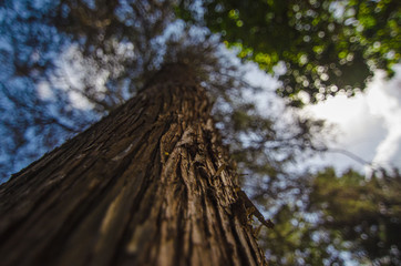 hardwood tree
