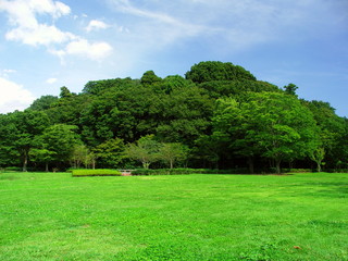 初秋の森と草原風景