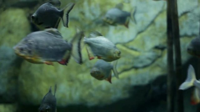 A flock of piranhas swim in an aquarium