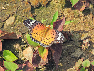 ツマグロヒョウモン、メス