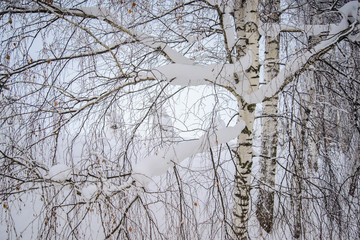 Snow-covered birch tree in winter forest