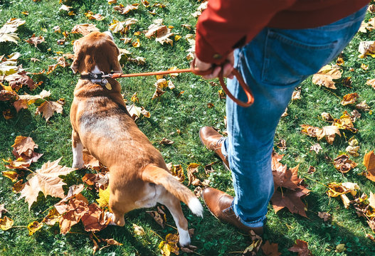 Man with beagle dog on walk in autumn park