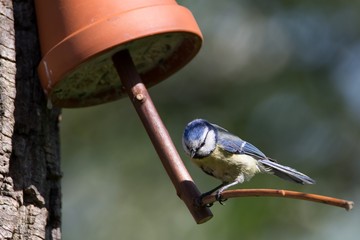 Blaumeise