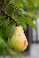 Williams Birne an einem Ast