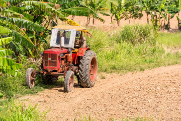 Tractor in the field, Vinales, Pinar del Rio, Cuba. Copy space for text.