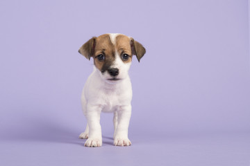 Cute jack russel terrier puppy looking at the camera seen from the front standing on a purple background
