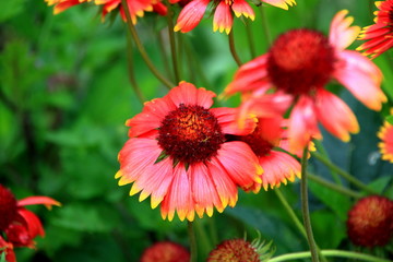 Park landscape and plants in Sapporo