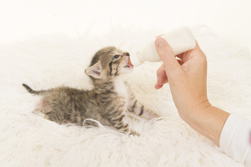 Three weeks old tabby kitten being hand fed with a bottle of milk lying on a white fur background seen from the side © Elles Rijsdijk