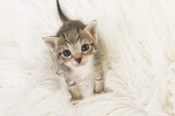 Adorable three weeks old tabby baby cat looking up sitting on a white fur seen from a high angle view