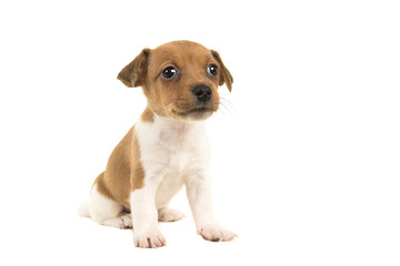 Cute brown and white jack russel terrier puppy sitting isolated on a white background
