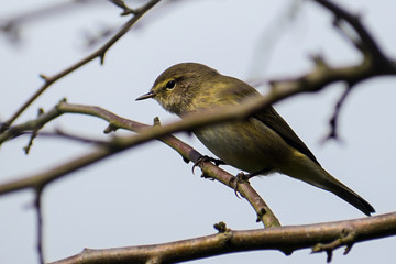Common chiffchaff (Phylloscopus collybita) in the twigs, a small bird from the family of leaf warbler, close up