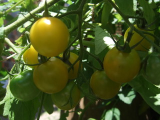トマト　庭のトマト　家庭菜園