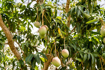 View of a tree with mangoes, Vinales, Pinar del Rio, Cuba.