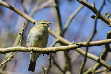 Fototapeta premium common chiffchaff (Phylloscopus collybita) in the branches against the blue sky, a small bird from the family of leaf warbler, close up portrait