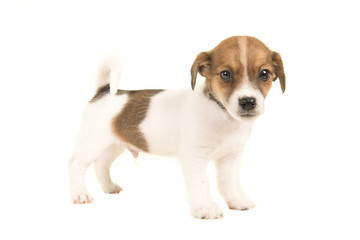 Cute brown and white jack russel terrier puppy seen from the side standing and facing the camera isolated on a white background
