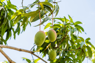 Fruits of mango on a branch of a tree with a blurred background, Vinales, Pinar del Rio, Cuba. Close-up.