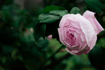 Pink rose. Place for your design, text, etc.