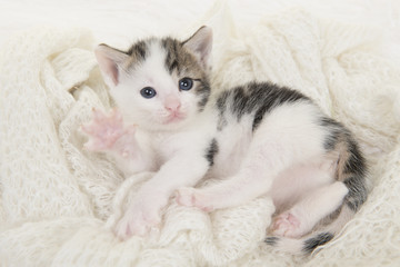 Cute tabby and white baby cat lying on its back playing on a off white background