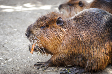 Myocastor coypus/nuria during eating carrot.