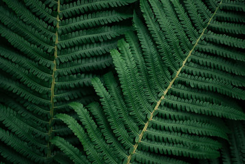 Natural green background with a leaves fern. Place for your design, text, etc.