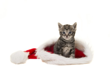 Cute tabby baby cat sitting in santa's hat isolated on a white background