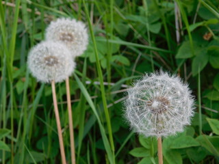 Löwenzahn,in sattem Grün, Pusteblume
