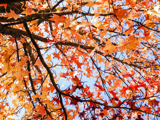 Autumn leaves fall from branches of trees with blue sky