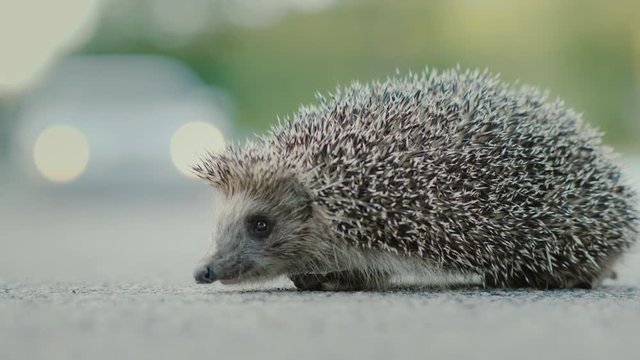 Danger to wild animals. Little hedgehog on the road, in the background a car is passing by