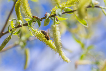 Risen blooming inflorescences male flowering catkin or ament on a Salix alba (white willow) in early spring before the leaves. Collect pollen from flowers and buds.