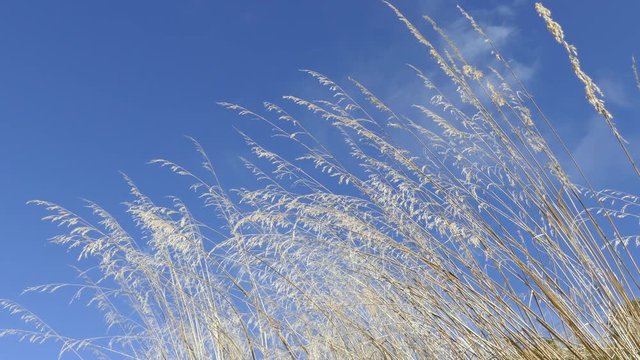 Grass around the Doric temple