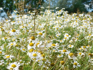 Kamille,Gesundheit ,Blume,Weiß,Natur,Sommer