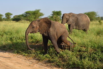 Fototapeta na wymiar Elephants , Serengeti natural park, Tanzania