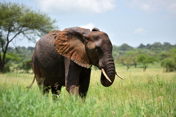 Elephants , Serengeti natural park, Tanzania