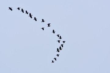 A flocking of Plain-pouched hornbill, Aceros subruficollis, Thailand 