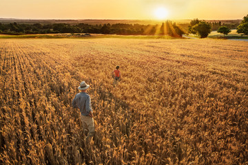 A farmer and his son standing in their wheat field at sunset