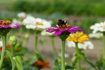 Hummel auf einer Blume