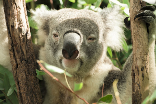 Koala looking at the camera