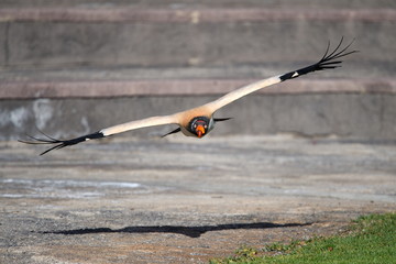 King vulture (Sarcoramphus papa)