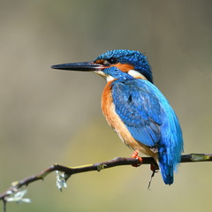 kingfisher (alcedo atthis) in natural habitat