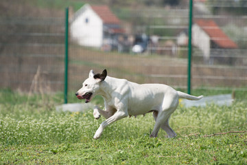 Injured white dog during a socialization training on dogs shelters playground