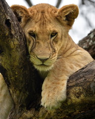 African lion resting in tree in natural park, Serengeti