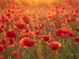 beautiful blooming poppies in the summer sunset light