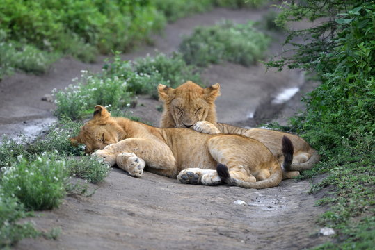 Cute cubs lions resting in african natural park