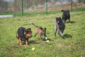 Naklejka na ściany i meble Dogs chasing a ball on the dogs shelter playground