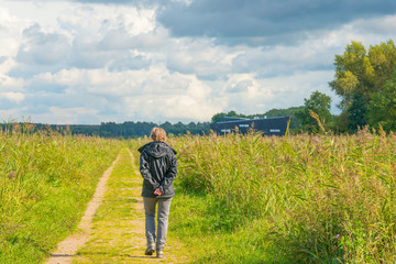 Path through a field with reed in sunlight in summer