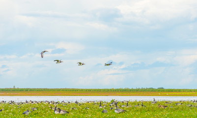 Geese flying over nature in sunlight in summer