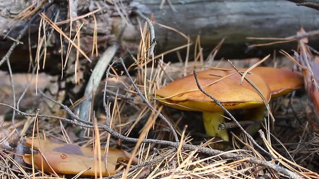 Mushrooms growing in forest. Autumn Cep Mushrooms. Mushrooms Picking.