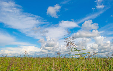 Lake shoreline below a blue cloudy sky in summer